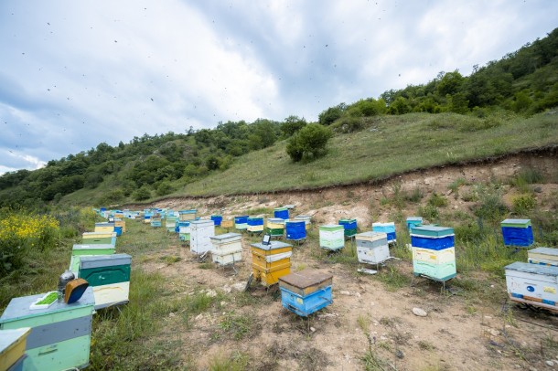 Kəlbəcər yaylaqlarına daha 2500 arı ailəsinin köçürülməsinə başlanılıb - FOTO